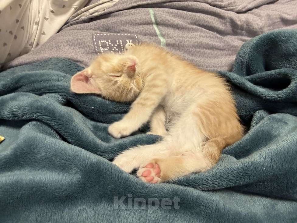 Кошки в Омске: Продам мейн-куна мальчика Мальчик, 2 000 руб. - фото 5