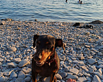Собаки в Краснодаре: Добрая и энергичная собачка ищет хозяина Девочка, 1 руб. - фото 2