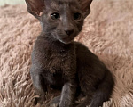 Кошки в Краснодаре: Питомник ориентальных кошек  Мальчик, 40 000 руб. - фото 3