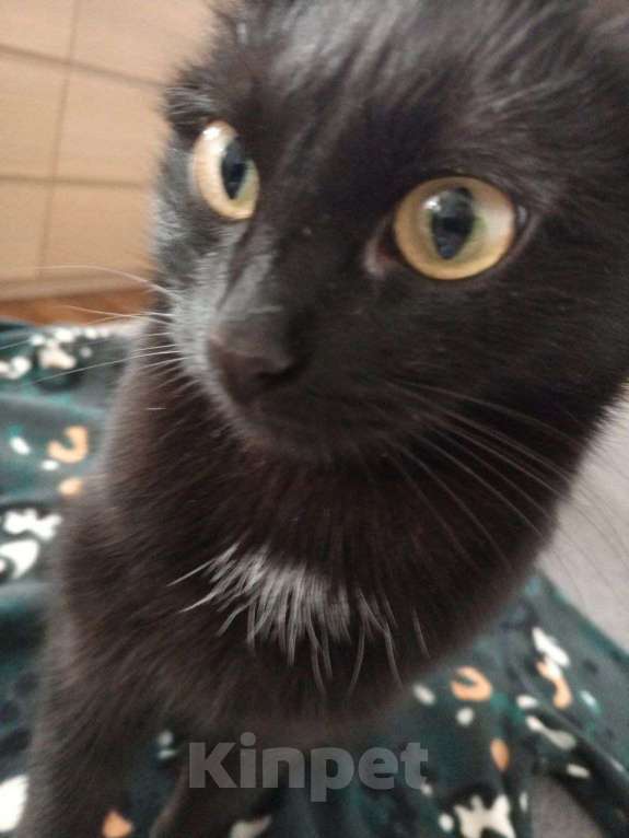 Кошки в Екатеринбурге: Отдам молодую кошку в добрые руки Девочка, Бесплатно - фото 1