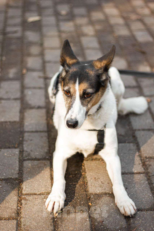 Собаки в Москве: Бэлла очень ждёт своего человека! Девочка, Бесплатно - фото 2