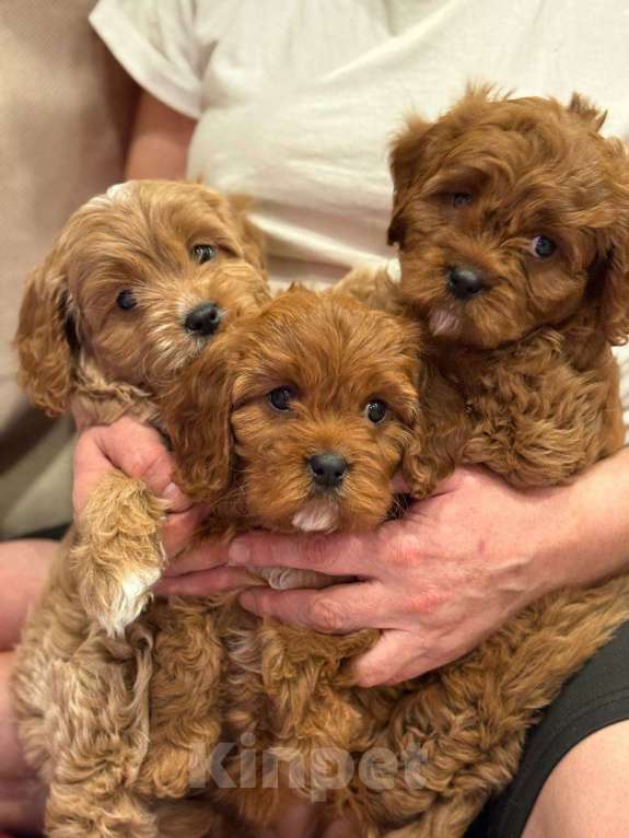 Собаки в Москве: Кавапу мальчик  Мальчик, 85 000 руб. - фото 3