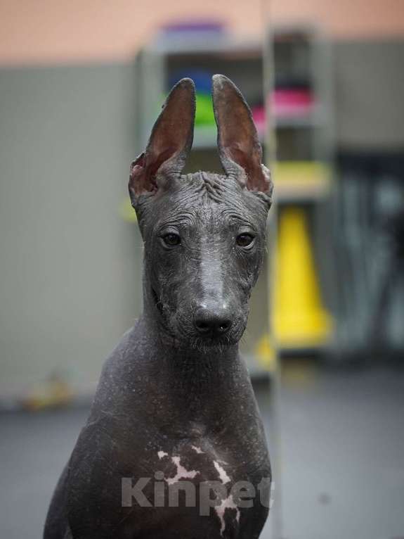 Собаки в Москве: Щенки Ксолоитцкуинтли стандартного размера Мальчик, 70 000 руб. - фото 2