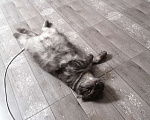 Кошки в Геленджике: Британец вислоухий вязка Мальчик, 1 000 руб. - фото 5