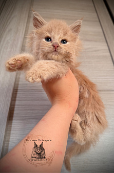 Котенок девочка кремовая