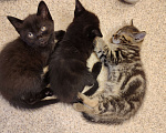 Кошки в Самаре: Чёрные британские кот и кошка Девочка, Бесплатно - фото 3