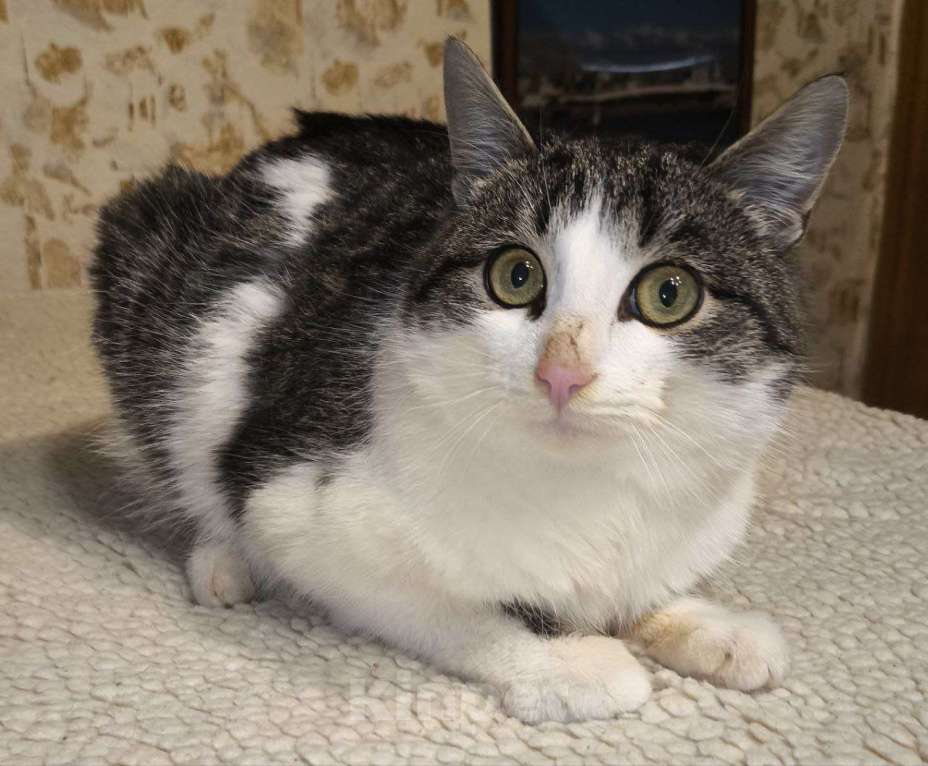 Кошки в Казани: Котенок подросток Мальчик, Бесплатно - фото 2