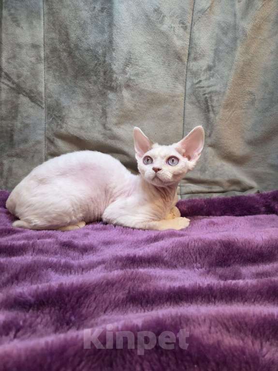 Кошки в Москве: Девон рекс Мальчик, Бесплатно - фото 1