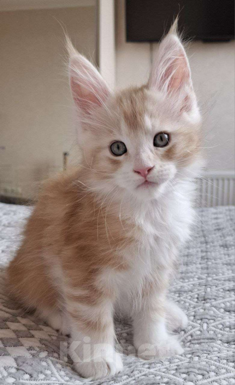 Кошки в Геленджике: Продаётся котёнок мейн-кун, мальчик, ласковый рыжий окрас d 03 22, из питомника EdenLight (Геленджик Мальчик, Бесплатно - фото 2