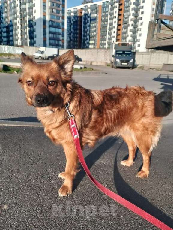 Собаки в Санкт-Петербурге: Маленькая рыжая собачка 8 кг ищет дом Девочка, Бесплатно - фото 4