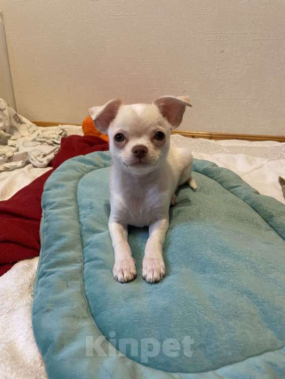 Собаки в Москве: Чихуахуа  Мальчик, 45 000 руб. - фото 3