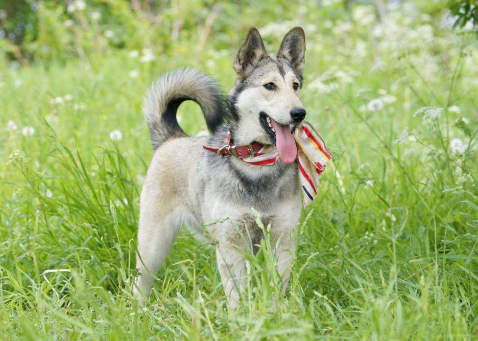 Собаки в Москве: Очень добрая и ласковая молодая собачка Лана ищет дом Девочка, 1 руб. - фото 7