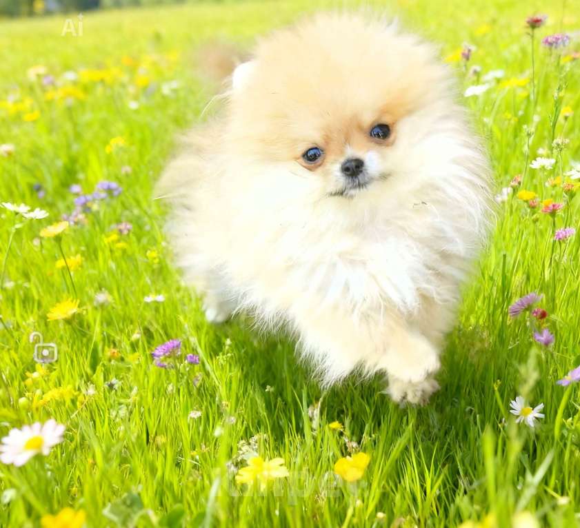 Собаки в Ростове-на-Дону: Померанский шпиц девочка мини Девочка, 27 000 руб. - фото 1