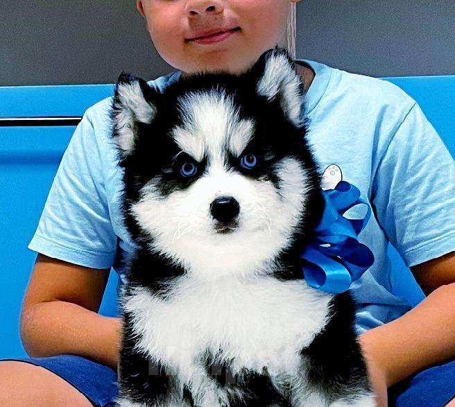 Собаки в Таганроге: Хаски Щенки Разных окрасов Разнополые, Бесплатно - фото 1