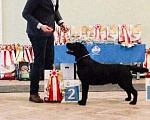 Собаки в Калуге: Вязка лабрадор ретривер, 1 руб. - фото 1