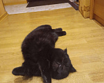 Кошки в Лукоянове: Вязка Экзот, 3 000 руб. - фото 4