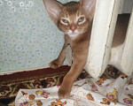 Кошки в Новочеркасске: Абиссинские котята., 15 000 руб. - фото 5