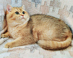 Кошки в Дмитровске: Котенок британская золотая шиншилла, 20 000 руб. - фото 2