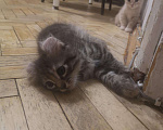 Кошки в Ливны: Котенок Американский керл, 15 000 руб. - фото 8