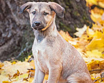 Собаки в Москве: Рыжий щенок Лексус в дар Мальчик, Бесплатно - фото 3