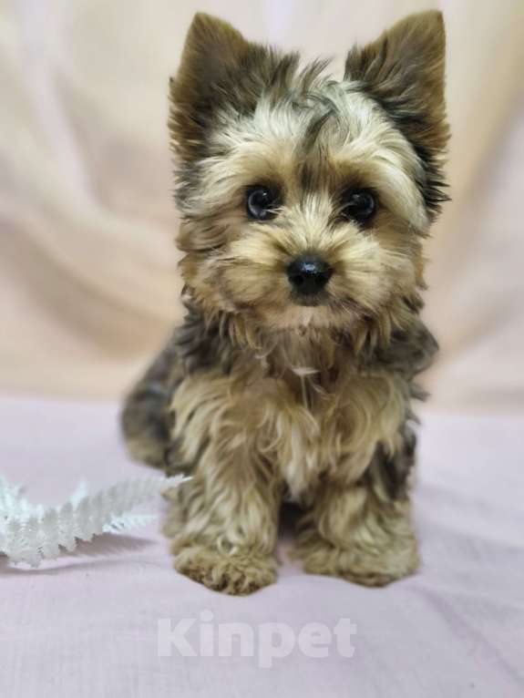 Собаки в Ростове-на-Дону: Голддаст йорк Мальчик, 20 000 руб. - фото 9