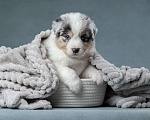 Собаки в Санкт-Петербурге: Щенок аусси голубой мрамор Мальчик, 90 000 руб. - фото 2