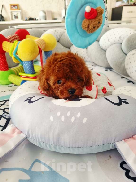 Собаки в Новосибирске:  теди тикап девочка от китайской пары  Девочка, 120 000 руб. - фото 9