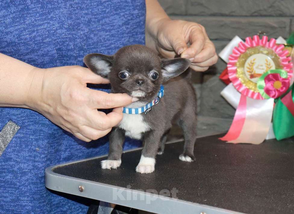 Собаки в Москве: Голубой крошка чихуа Мальчик, 75 000 руб. - фото 4