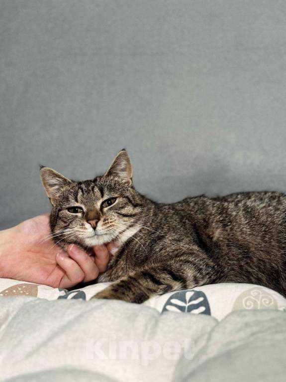 Кошки в Балашихе: Пеппи Девочка, Бесплатно - фото 5