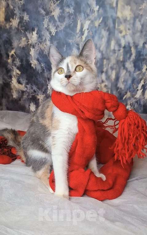 Кошки в Москве: Голубокремовый котёнок в добрые руки  Девочка, Бесплатно - фото 4