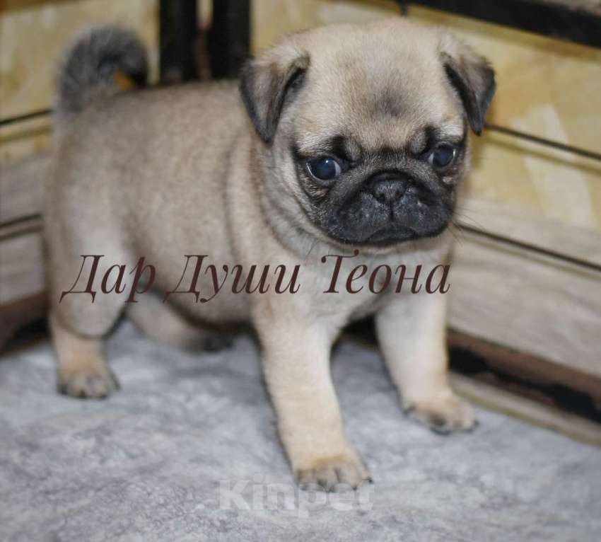 Собаки в Москве: Дар Души Теона Девочка, 50 000 руб. - фото 4