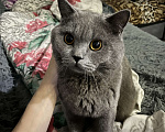 Кошки в Иркутске: Отдам кота в добрые руки Девочка, Бесплатно - фото 1