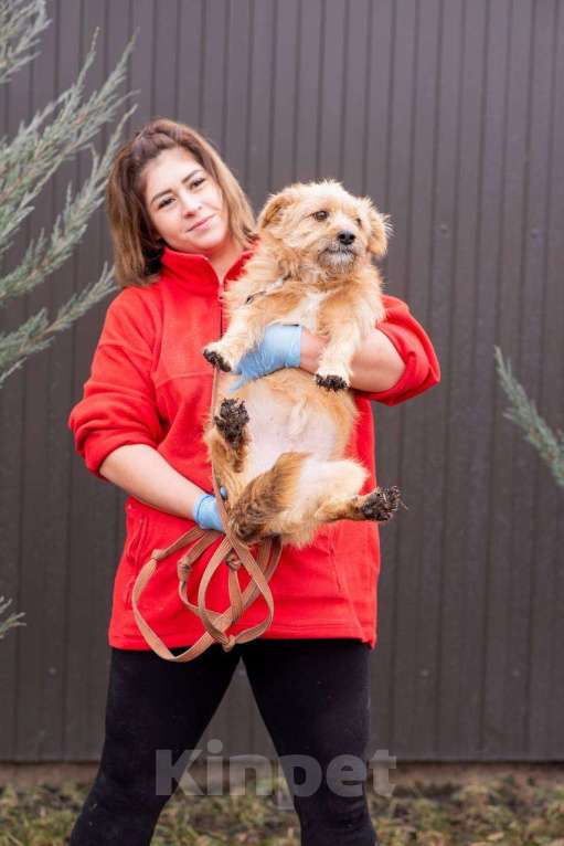 Собаки в других городах Московской области: Крошка Пунш в дар Мальчик, Бесплатно - фото 4