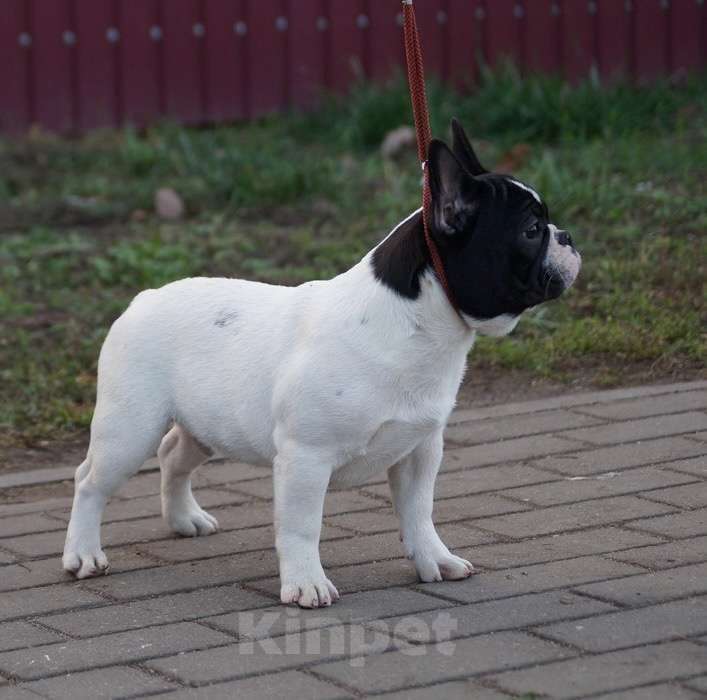 Собаки в Воронеже: Французский бульдог Мальчик, 40 000 руб. - фото 5