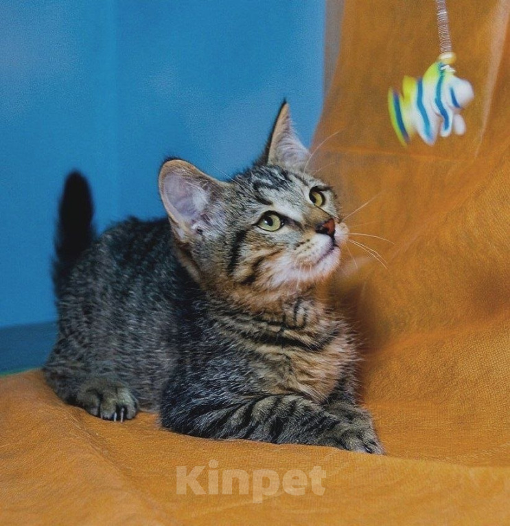 Кошки в Москве: Котенок Шпрот ищет дом Мальчик, Бесплатно - фото 3