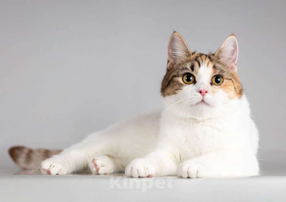 Кошки в Москве: Юная ласковая трехцветная кошечка Ника Девочка, Бесплатно - фото 5