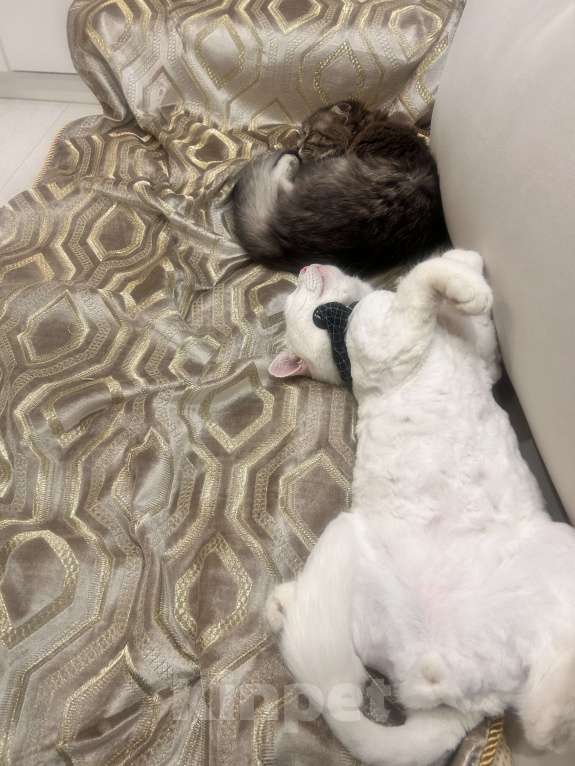 Кошки в других городах Краснодарского края: Помогите найти 🙏 Мальчик, Бесплатно - фото 4