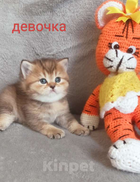 Кошки в Санкт-Петербурге: Сердечко Девочка, 20 000 руб. - фото 1