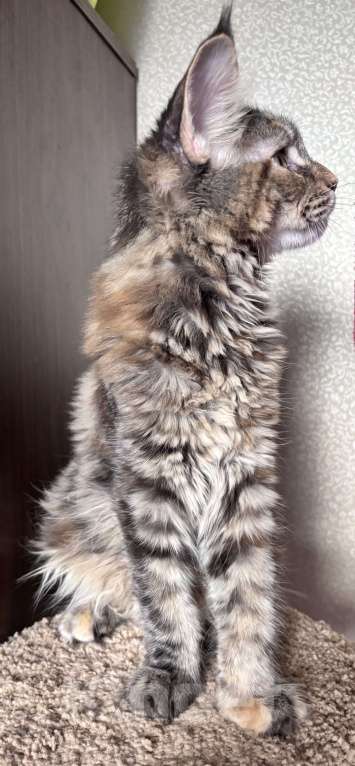 Кошки в Петергофе: Крупная девчоночка Девочка, 40 000 руб. - фото 4