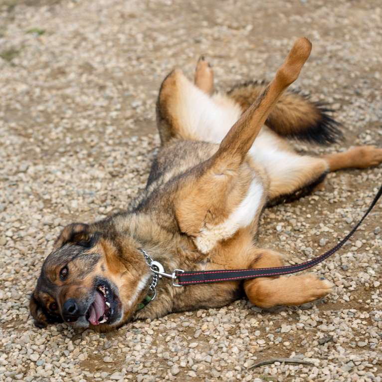 Собаки в Москве: Валик Мальчик, Бесплатно - фото 7