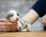 Собаки в Москве: Австралийская овчарка, щенок аусси Девочка, 150 000 руб. - фото 2