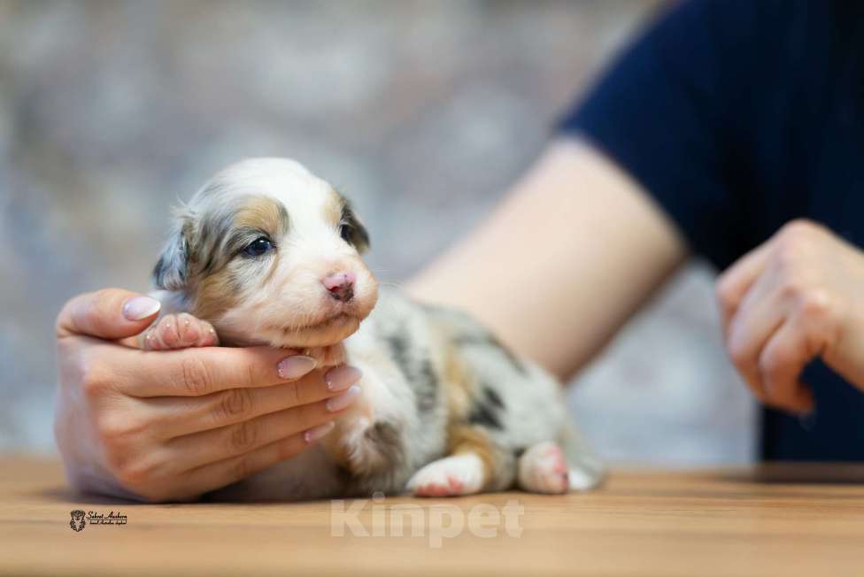 Собаки в Москве: Австралийская овчарка, щенок аусси Девочка, 150 000 руб. - фото 2