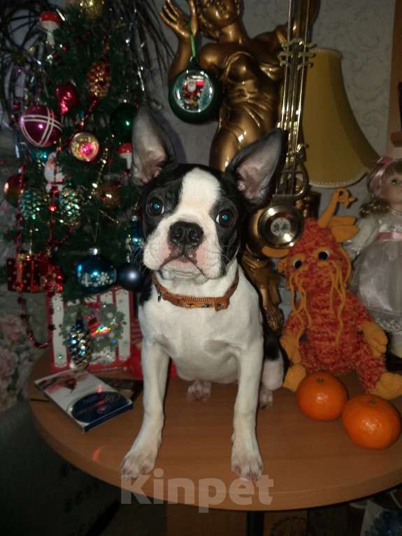 Собаки в Пскове: Бостон терьер, девочки Девочка, 50 000 руб. - фото 3