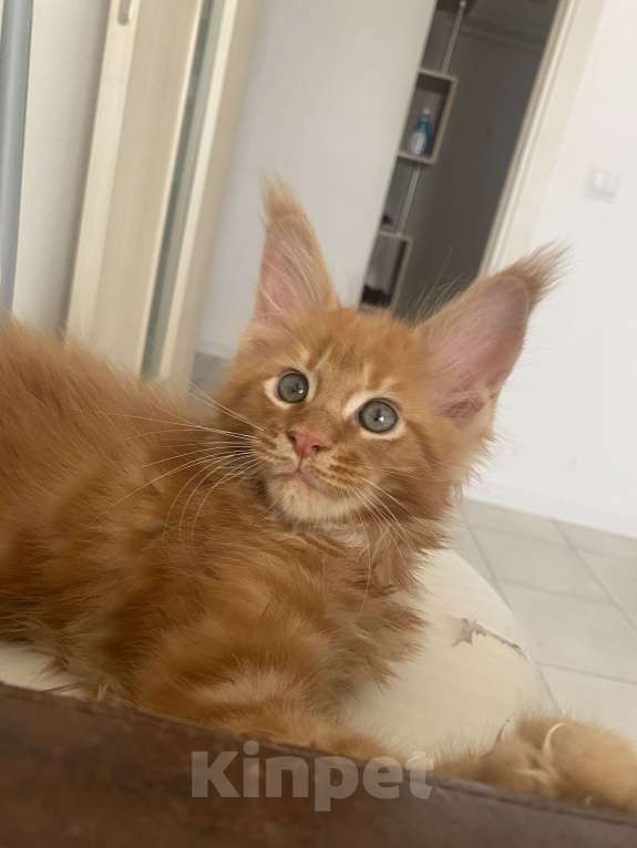 Кошки в Одинцово: Котик Мейн кун Мальчик, 45 000 руб. - фото 4