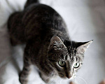 Кошки в Москве: Кошка Бося ищет дом Девочка, Бесплатно - фото 3
