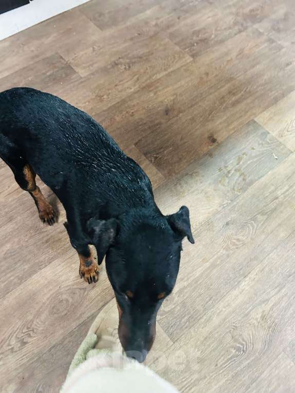 Собаки в Севастополе: Потерялся в районе Пляжа Нахимовец Мальчик, Бесплатно - фото 2