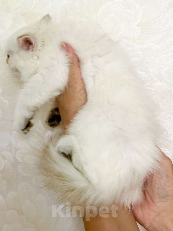 Кошки в Москве: Красавицы кошечки , снежное золото  Девочка, 22 000 руб. - фото 5