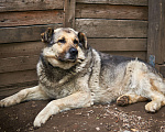 Собаки в Москве: Мухтар Мальчик, Бесплатно - фото 1