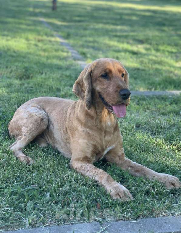 Собаки в других городах Калининградской области: Кокер-спаниель, взрослый пёс Мальчик, Бесплатно - фото 2