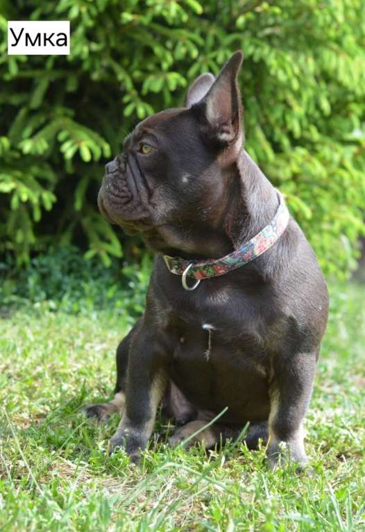 Собаки в Ореховом-Зуево: Французкий бульдог  Мальчик, 60 000 руб. - фото 2